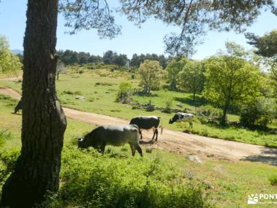 Valle de la Fuenfría - Peña Águila; clubes de montaña madrid hacer senderismo en madrid garganta div